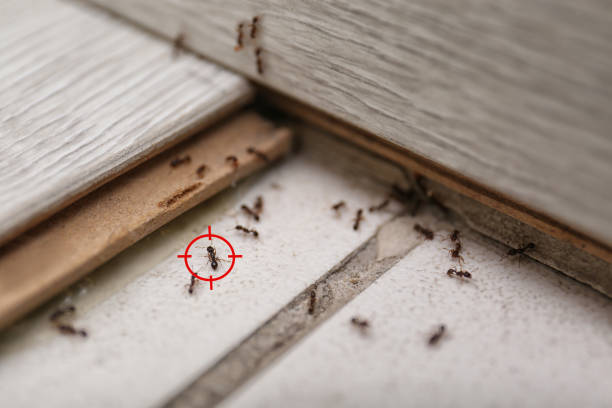 Best Exterminator Services  in Annandale, VA