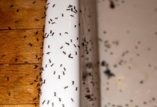 Best Wildlife Control Services  in Annandale, VA