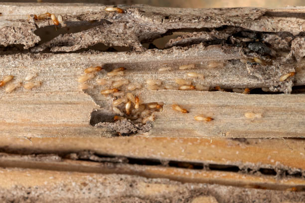 Best Mosquito Control Services  in Annandale, VA