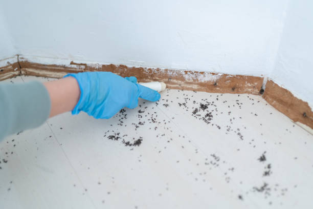 Best Rat Extermination Near Me  in Annandale, VA